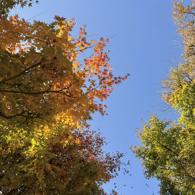Autumn Hues