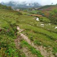 Sapa
