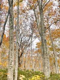【青森】１４kmに及ぶ美しすぎる渓流✨