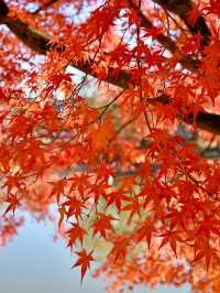 【奈良】銀杏も紅葉も見れる、おすすめの紅葉スポット