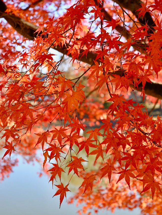 【奈良】銀杏も紅葉も見れる、おすすめの紅葉スポット