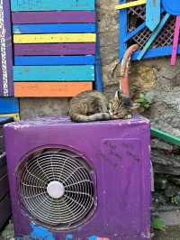 [トルコ　イスタンブール、カッパドキア] 猫天国な国トルコ！