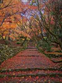 【紅葉特集】静かな境内を赤く染める紅葉絶景🍁なんと今年は○○✨車がなくても行ける🚍
