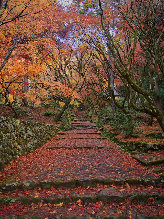 【紅葉特集】静かな境内を赤く染める紅葉絶景🍁なんと今年は○○✨車がなくても行ける🚍