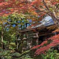 醉人的紅葉銀河，漫步千年古剎「中尊寺」