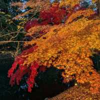 弘前城渡船賞夜楓，燈火楓紅醉是浪漫