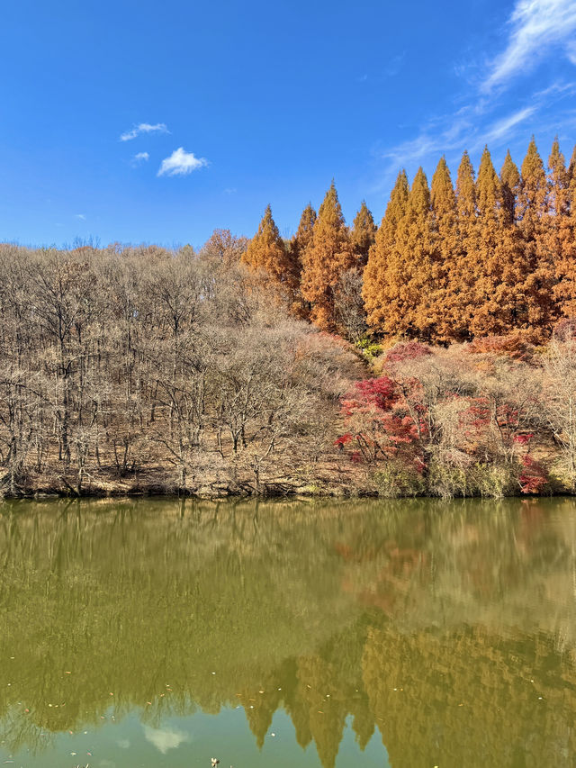 서울 근교 너무 이쁜 단풍 명소🍁