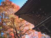 【都内の紅葉】今がまさに見頃！高尾山の紅葉散歩