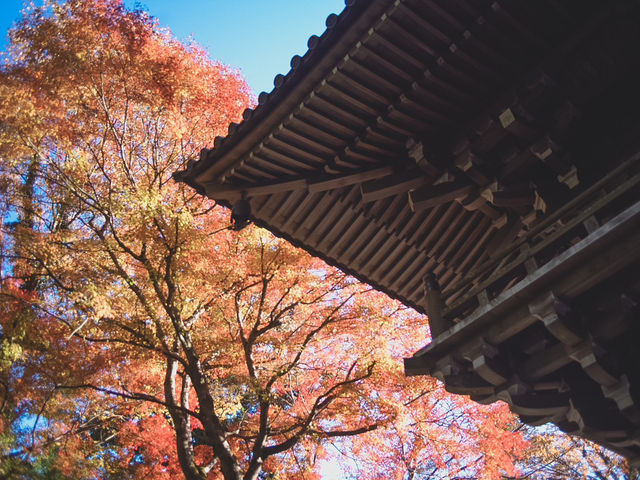 【都内の紅葉】今がまさに見頃！高尾山の紅葉散歩