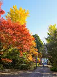 📍 【栃木 】天翁院 の美しい紅葉🍁