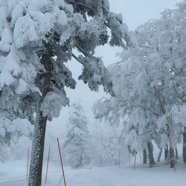 Zao Onsen