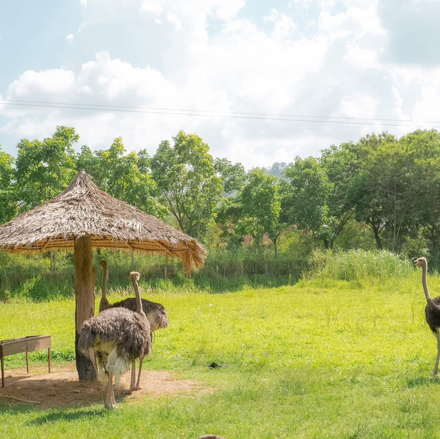 สวนสัตว์สุดคิ้วท์ในสวนผึ้ง 🦙🌲