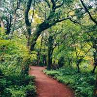 JEJU BIJARIM FOREST.