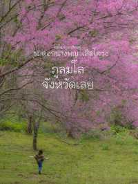 ชมดอกนางพญาเสือโคร่งบาน ที่ภูลมโล จังหวัดเลย 🌸