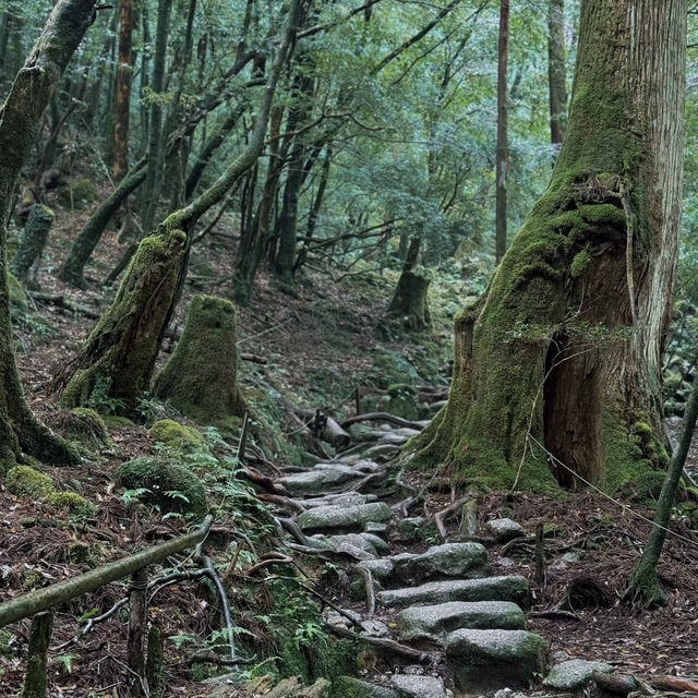 Walking Into the Mystical Forests of Yakushima !