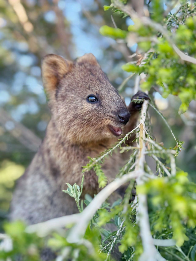 Exploring Perth: Stunning Views, Vibrant Culture, and Coastal Beauty
