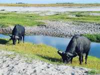 Wild Wonders Await: Chobe National Park, Botswana 🇧🇼 