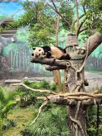 Macao Giant Panda Pavilion 