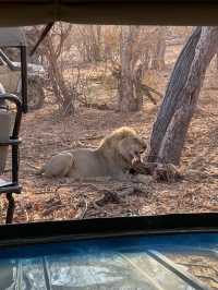 An Unforgettable Safari Adventure in Chobe National Park