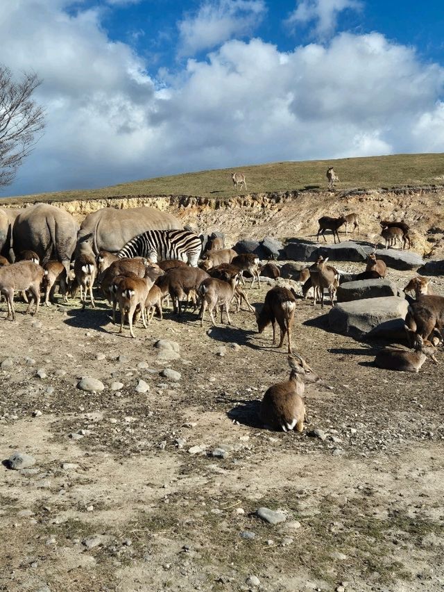 Kyushu Wildlife African Safari 🐆🐃🦬🦌🦓🐘🦒