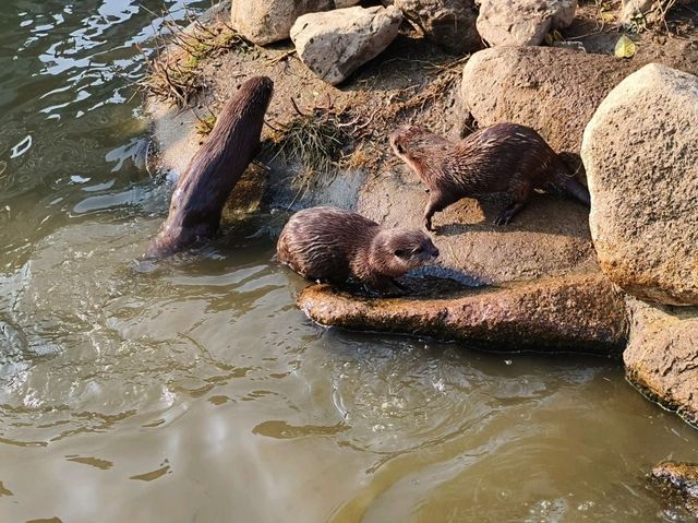 神戶動物王國