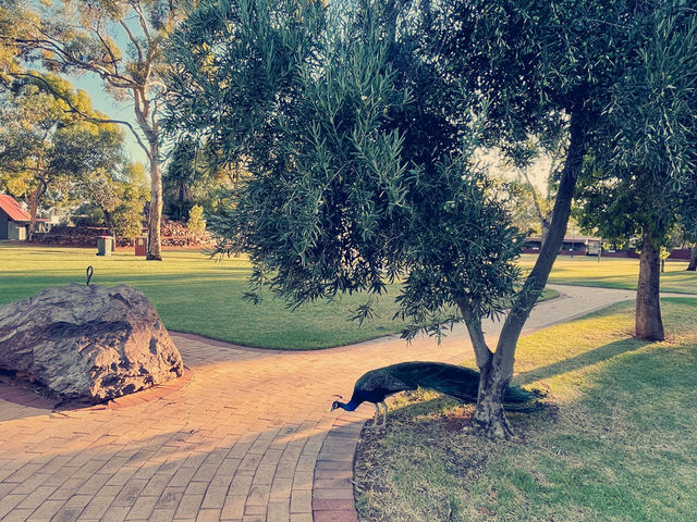 Hammond Park- Natures beauty of Kalgoorlie