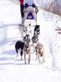 北海道で犬ぞり体験