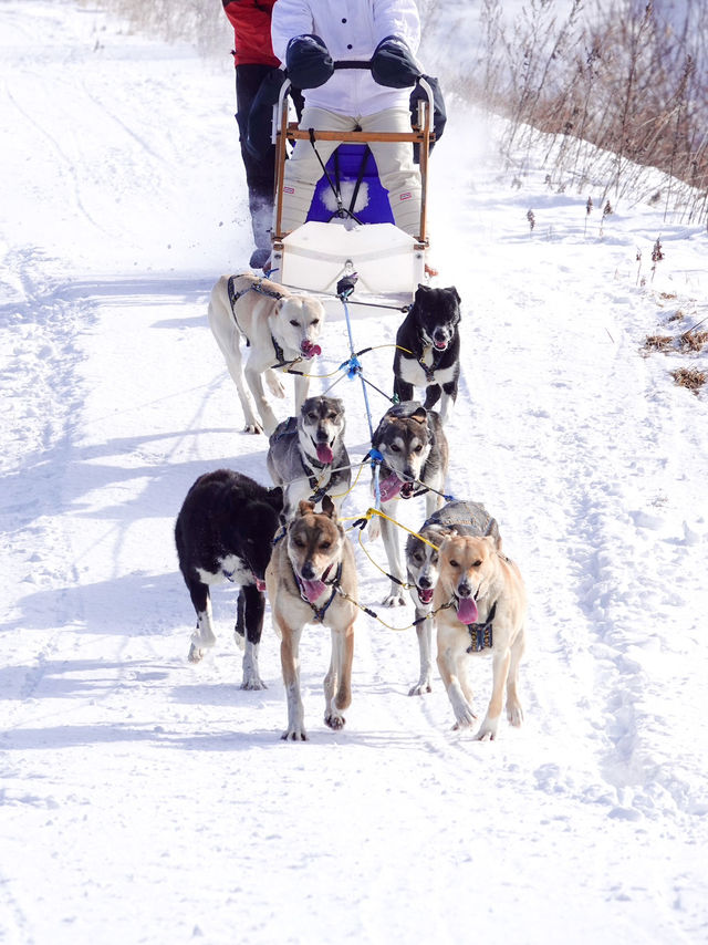 北海道で犬ぞり体験