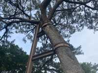 漫步 松園別館 松林綠影拂風吹
