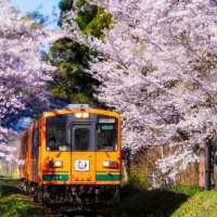 村上牛舌與櫻花隧道慢旅