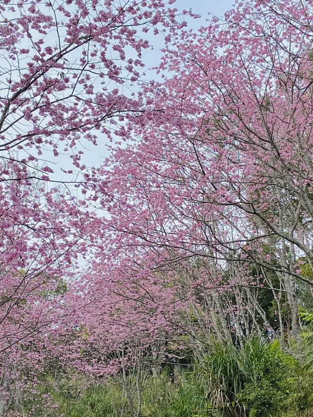 春日限定美景！桃園山林秘境，櫻花滿開超夢幻！