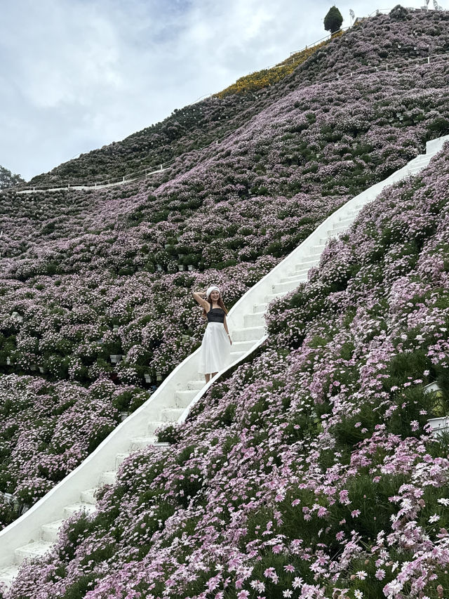 Best OOTD Spot at Cameron Highlands