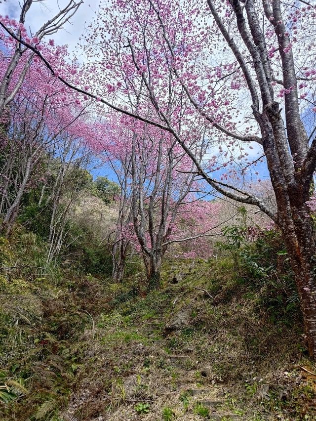 新竹旅遊-尖石鄉-萬里山園