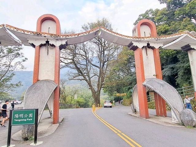 陽明山花季，浪漫登場