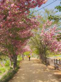 부산 근교 겹벚꽃 명소 모음🌸