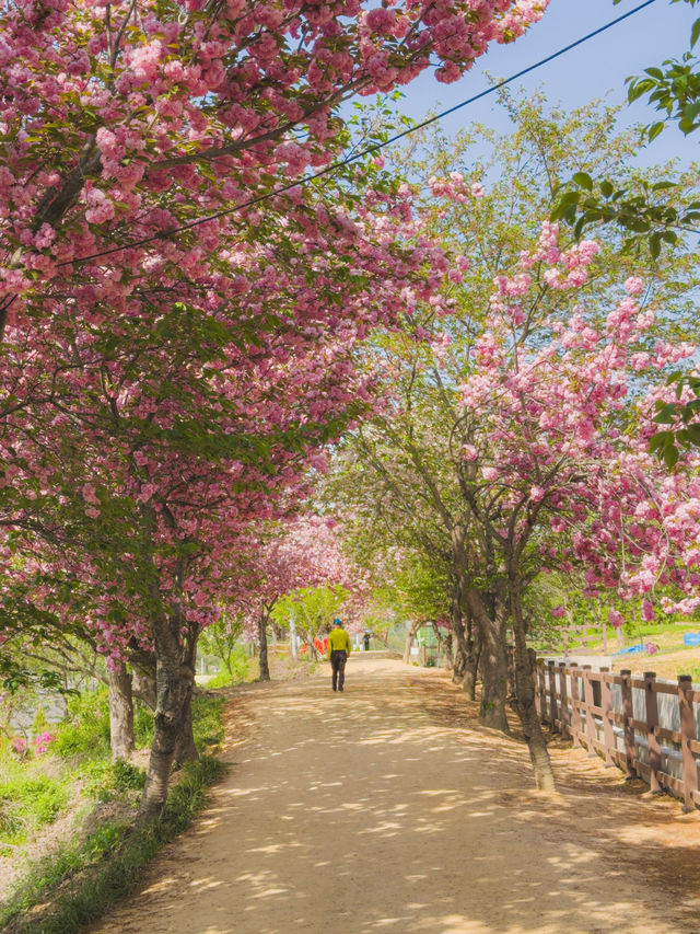 부산 근교 겹벚꽃 명소 모음🌸