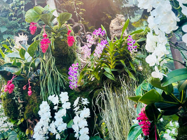 雲霧林看瀑布與植物
