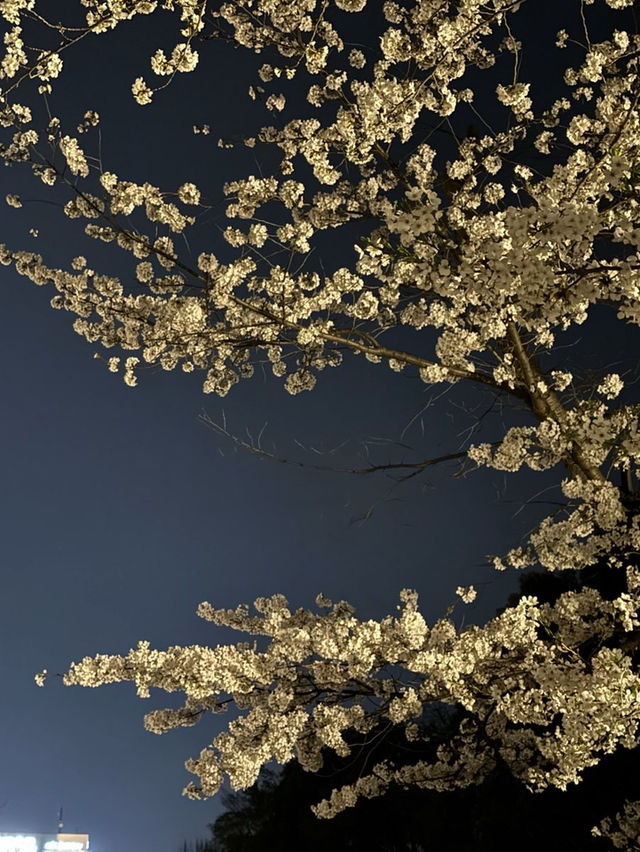 上野公園夢中的夜櫻：心靈的溫暖之舞