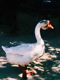 鳥好き必見！久留米市鳥類センター‪🦜‬🪽🫧
