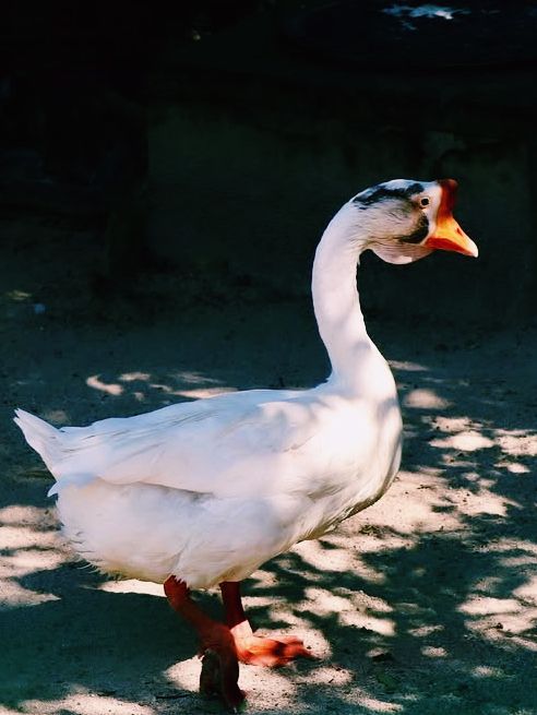 鳥好き必見！久留米市鳥類センター‪🦜‬🪽🫧