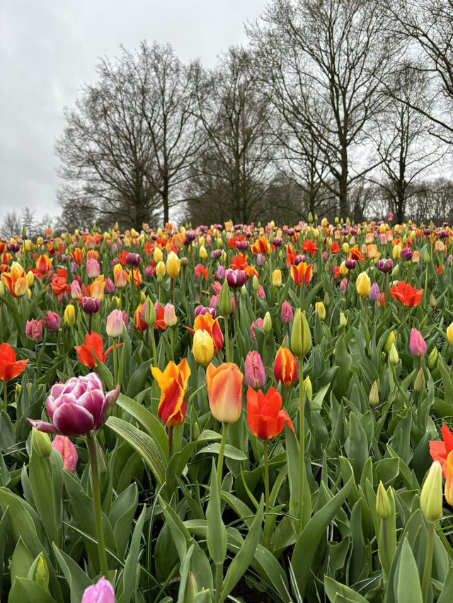 A Spring Dream: Chasing Tulips in the Netherlands 🌷✨