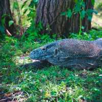 Komodo National Park