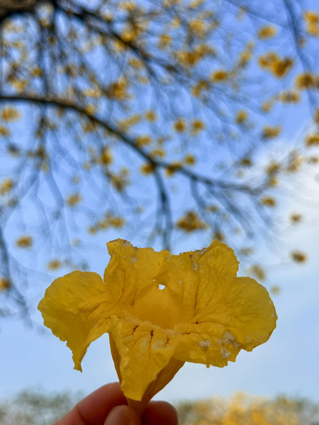 台中｜灑滿天際的金黃 台中廍子公園黃花風鈴木滿開