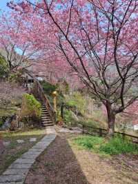 觀雲休閒農莊賞櫻美景