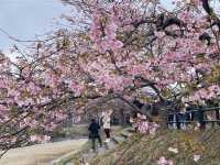 Kawazu Zakura จุดชมซากุระสีชมพูที่บานก่อนใคร