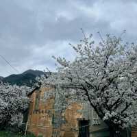 絢麗櫻花 ~ 天興洲郊野公園