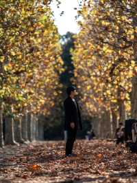 【新宿】新宿御苑の紅葉ポートレート：秋の美しい風景と自然に包まれる癒しの時間🍁				