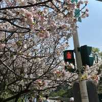 捉住了陽明山櫻花季的尾巴🌸