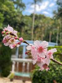 🌸 **香港城門谷公園櫻花觀賞遊覽分享** 🌸