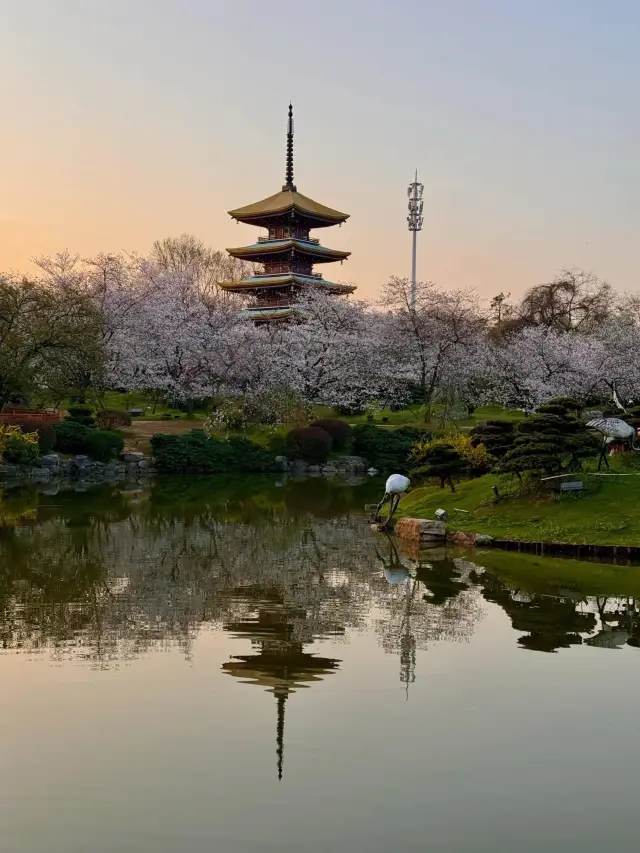 東湖櫻花園賞櫻美景